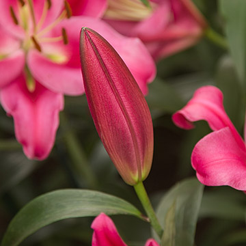 Longwood Gardens Orchid