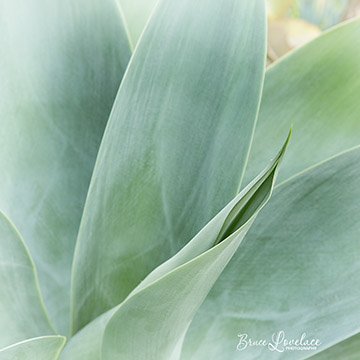 Succulent Close-up