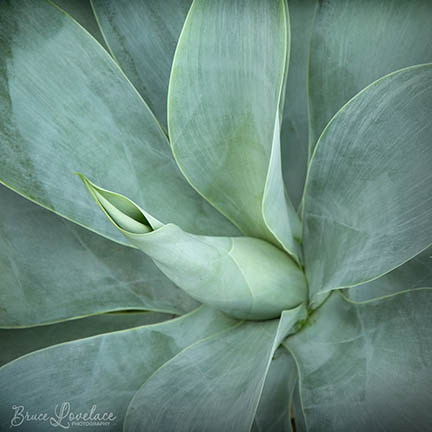 succulent cactus leaves