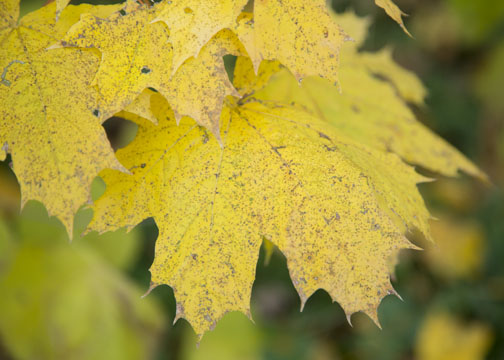 Close-up of yellow maple leaf without a filter.