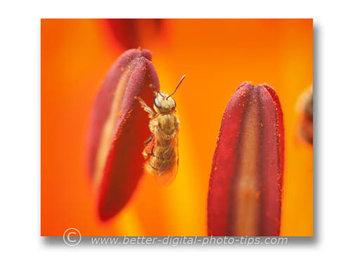 Macro Photo of Bees