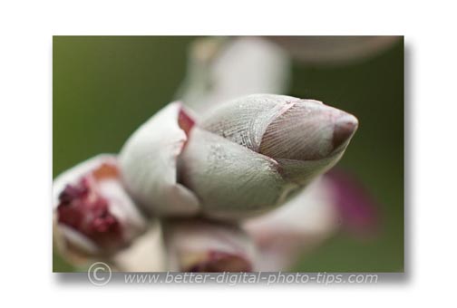 Macro photography of pond lily in nature