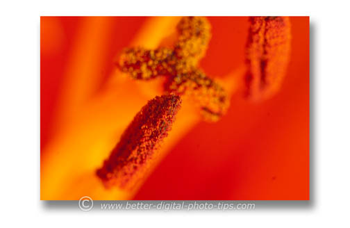 abstract macro art lily