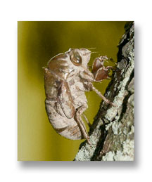 Beginner's macro photography of a cicada