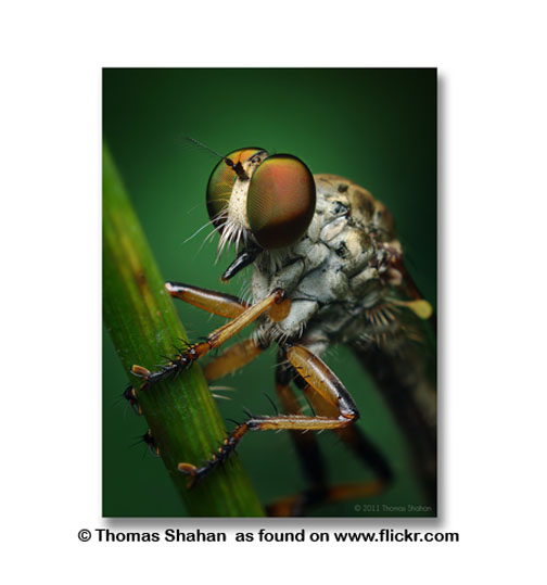 You can tell when a non-beginning photographer like Thomas Shahan creates amazing macro photography