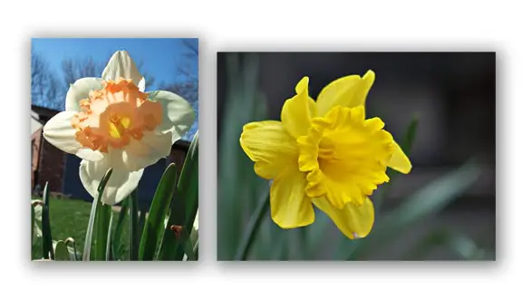 macro daffodil photos