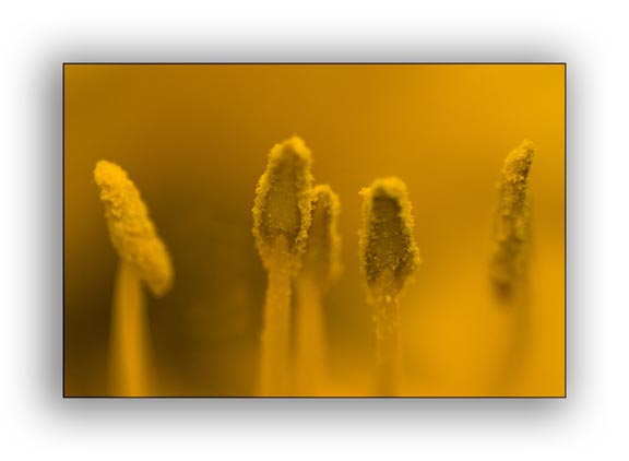 Yellow Anthlers - Macro Photography Lighting