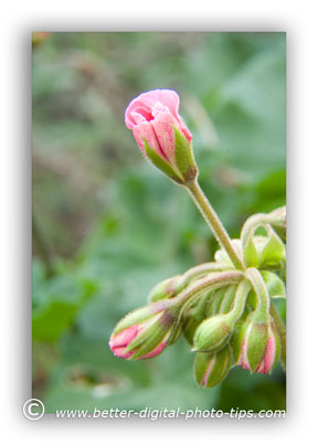 Macro photo of a Geranium