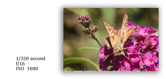 Macro photograph of an insect