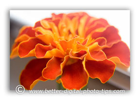 Marigold Close Up