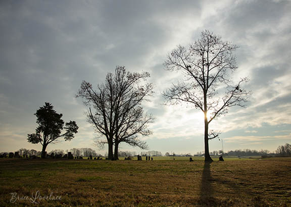 cemetery trees silhouette