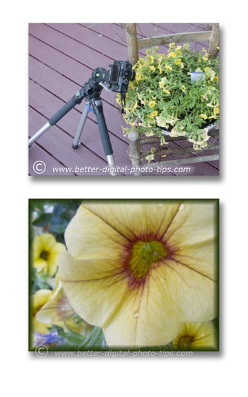 Macro photography of Petunia