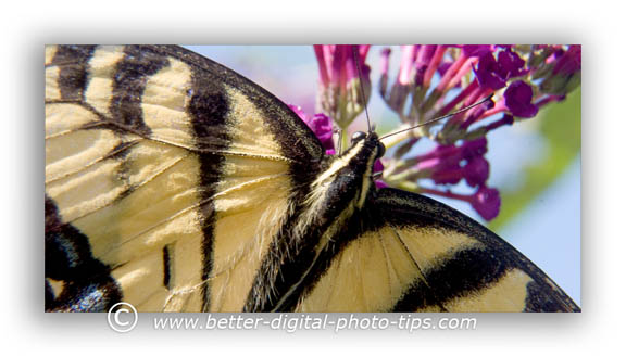 nature Photography - macro photo of a butterfly