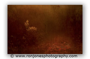 Nature Photography by talented Ron Jones Photography