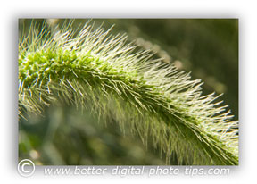 Grasses are an interesting subject matter to consider for nature photography