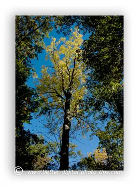 Yellow leave and blue sky surrounded by dark green leaves in this nature photo