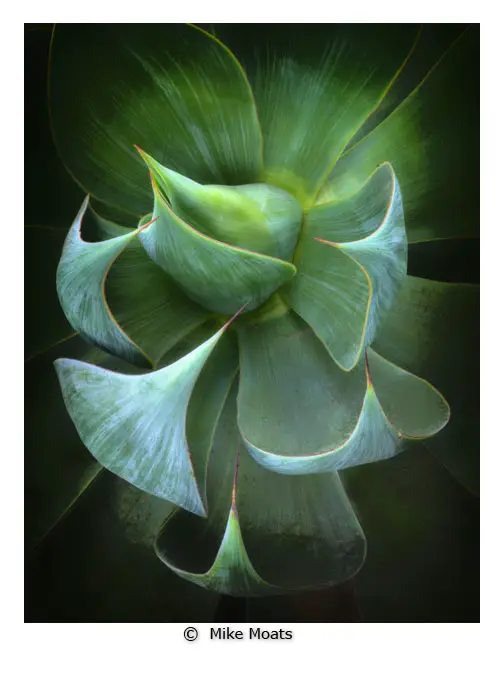 Macro photo of succulent