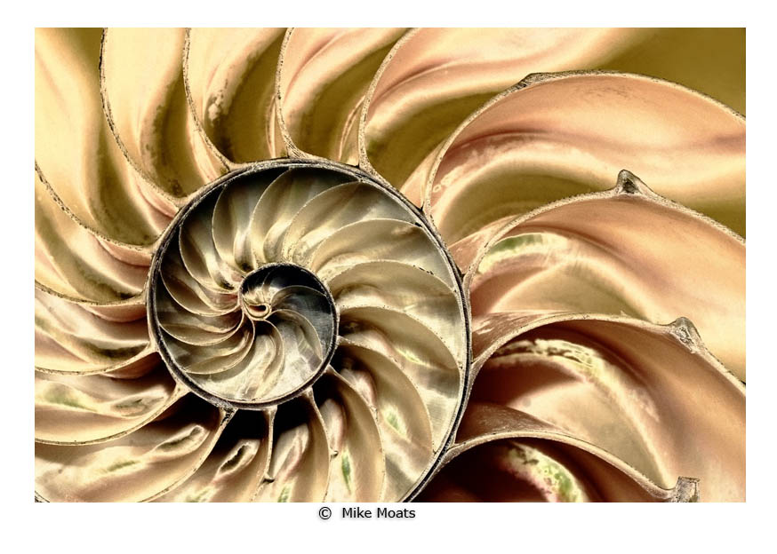 seashell close-up