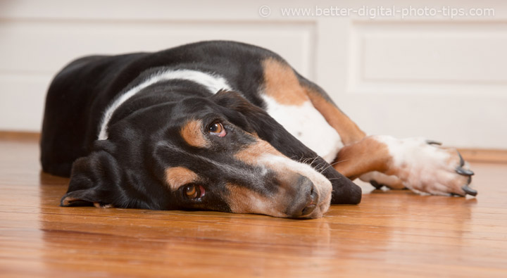 Tips for Photography Composition With Pets #bassethounds #petphotos #doglovers