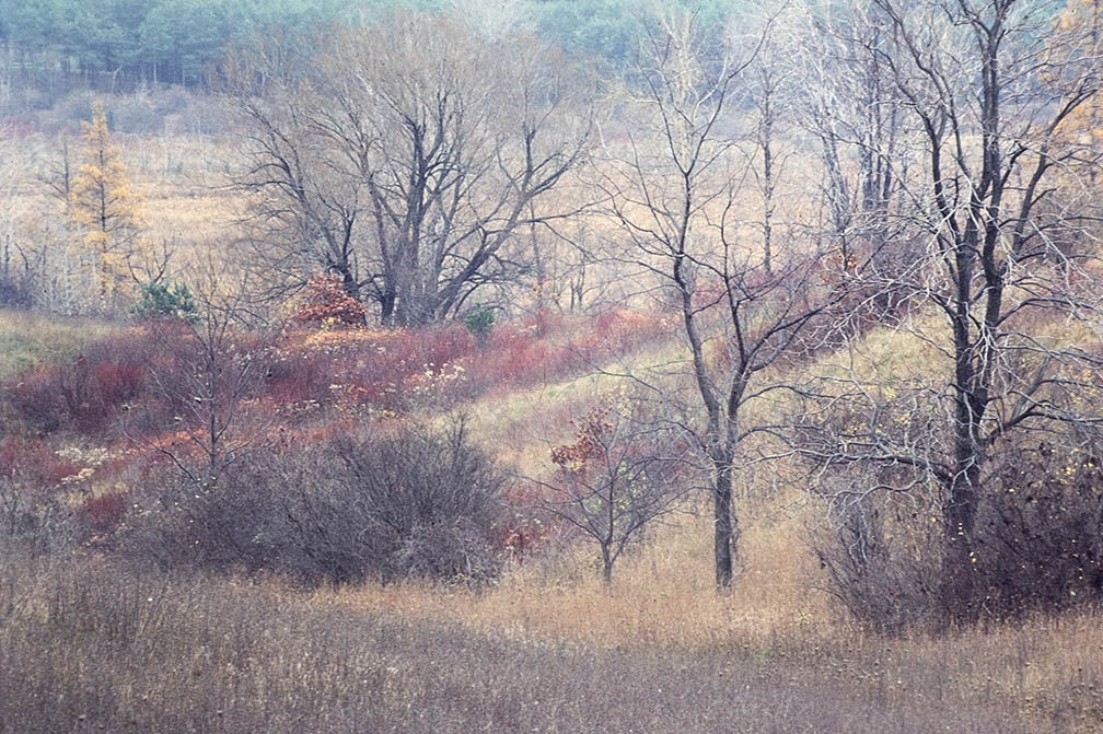 Stark Beauty In Winter