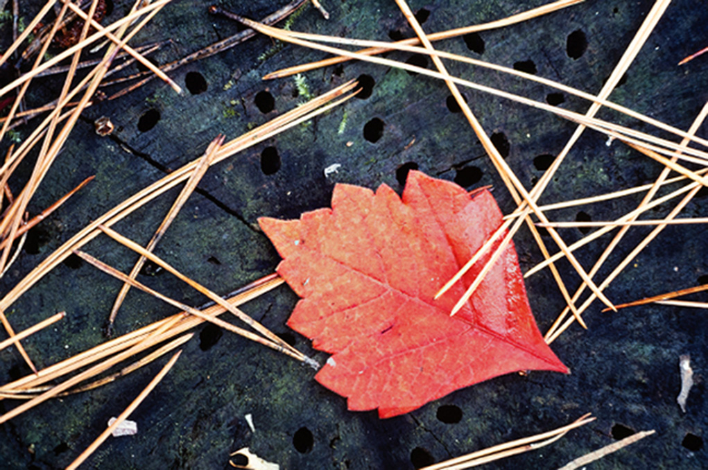 Red Leaf and Insect Holes-2