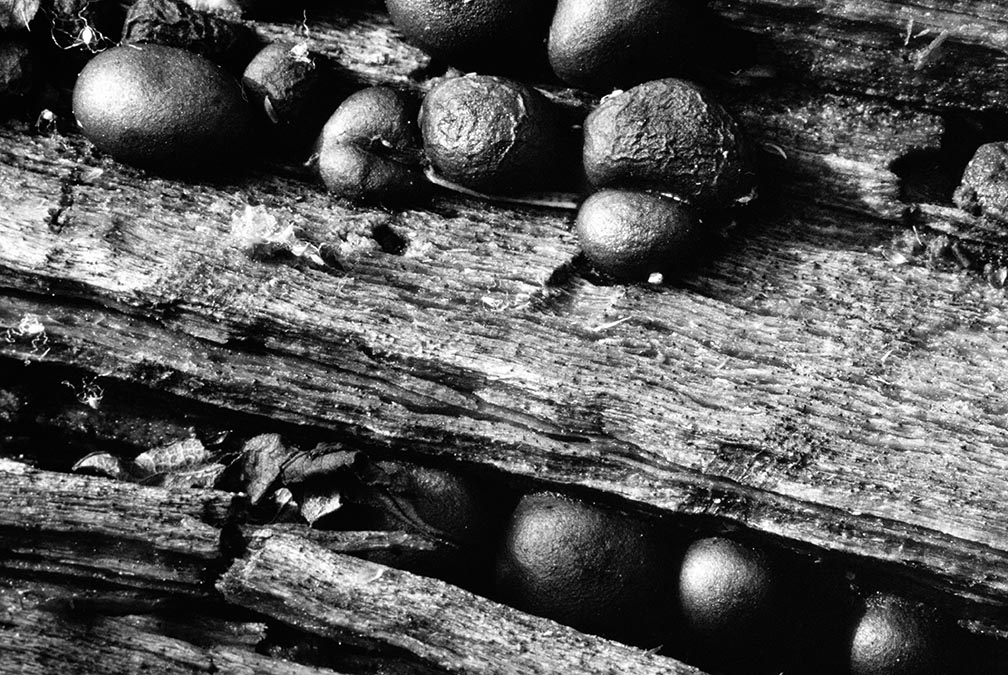 Landscape Detail Black and White