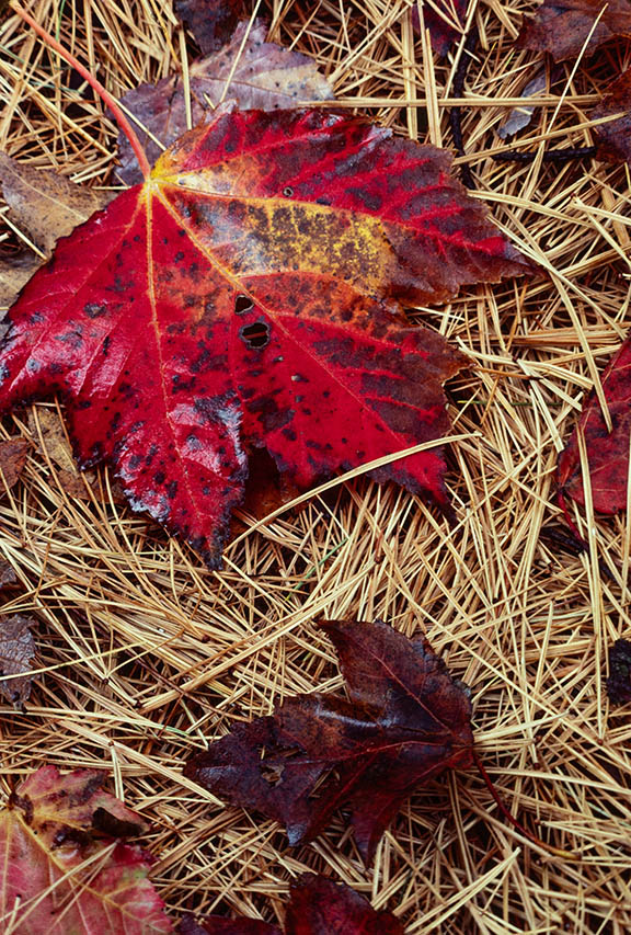 Red Maple Leaf on Pine Needles