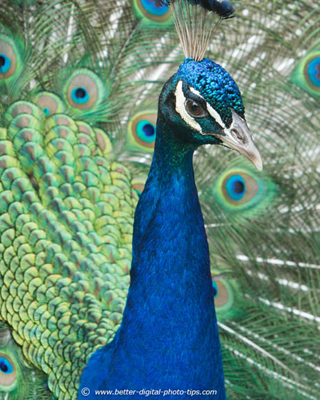 Peacock photo