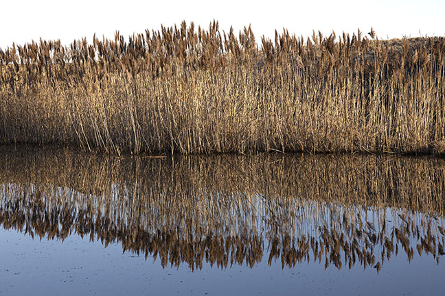 Marsh reeds