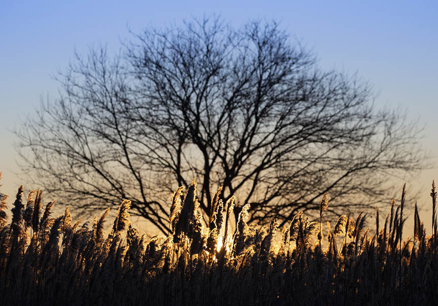 Tree silhouette at sunrise