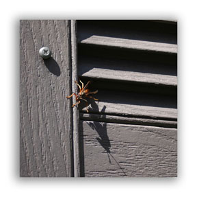 Shadow picture of a bee