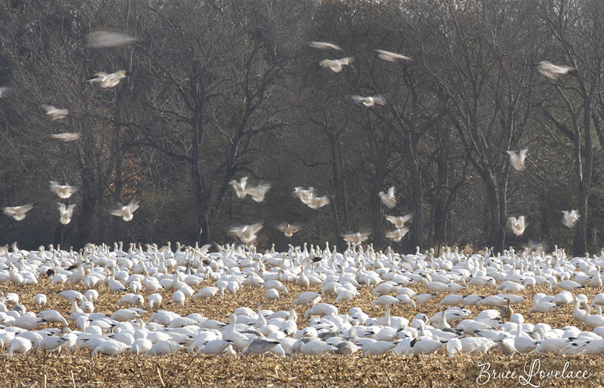 1/13 second landscape geese