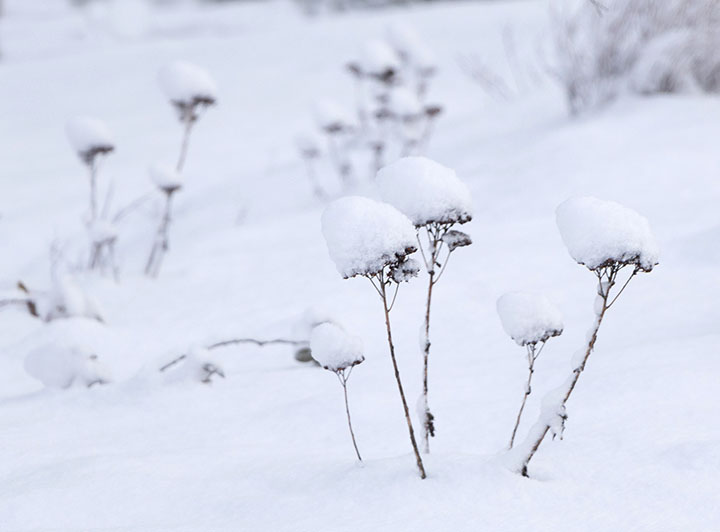 Black and white photo of snow