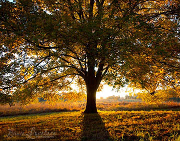 Valley Forge sunrise