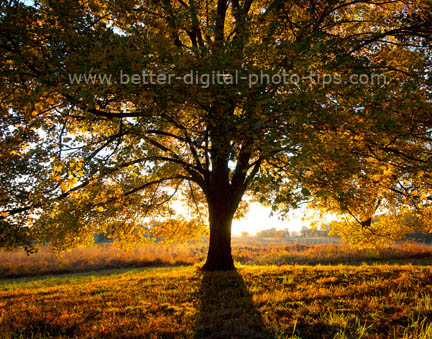 Valley Forge PA - Nature Print Sales