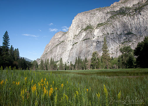 Yosemite Valley Meadow