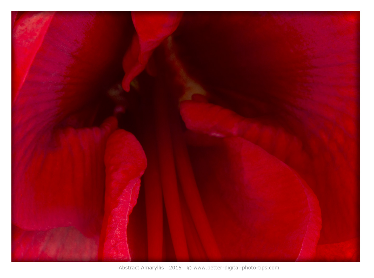 Macro photo of Amaryllis