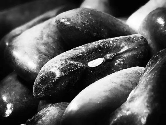 Abstract Bean Seeds Black and White