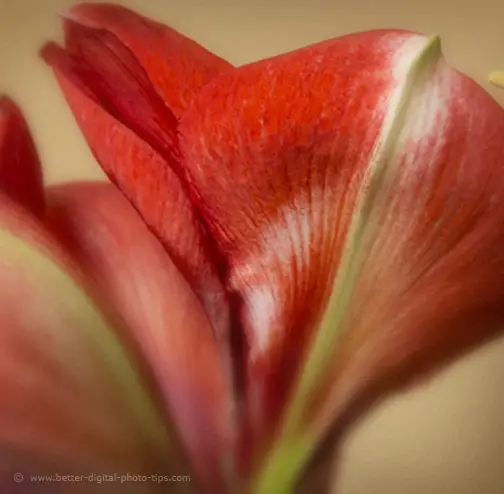 The Amaryliss photo gallery. It was bound to happen. My wife gave me a amaryllis photo assignment. How to take great photos of Amaryllis