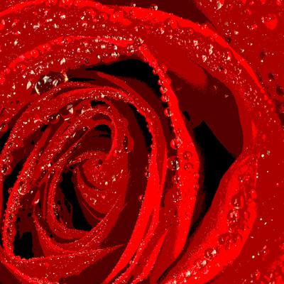 Red rose abstract photo