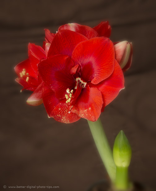 Amaryllis and bud