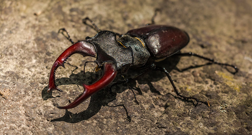 Direct harsh overhead light arthropod