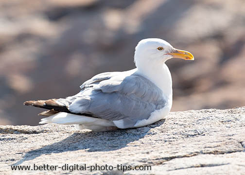 Aperture priority for shallow depth of field