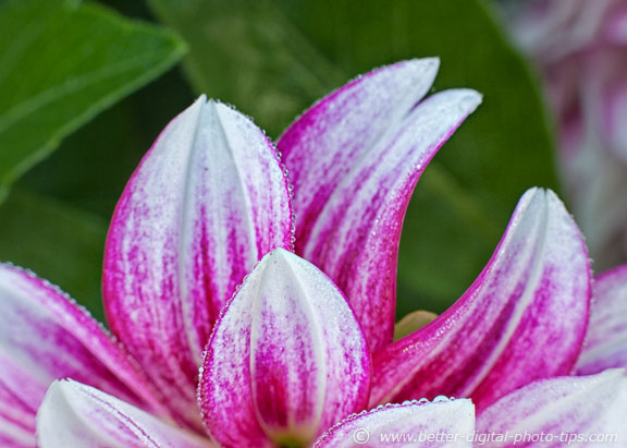 Backyard macro flower