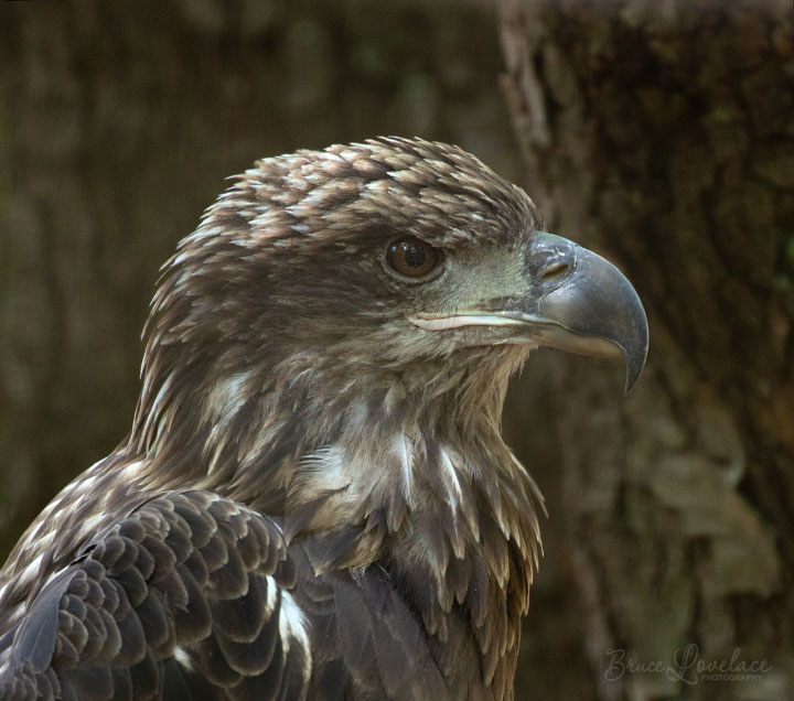 Immature Bald eagle