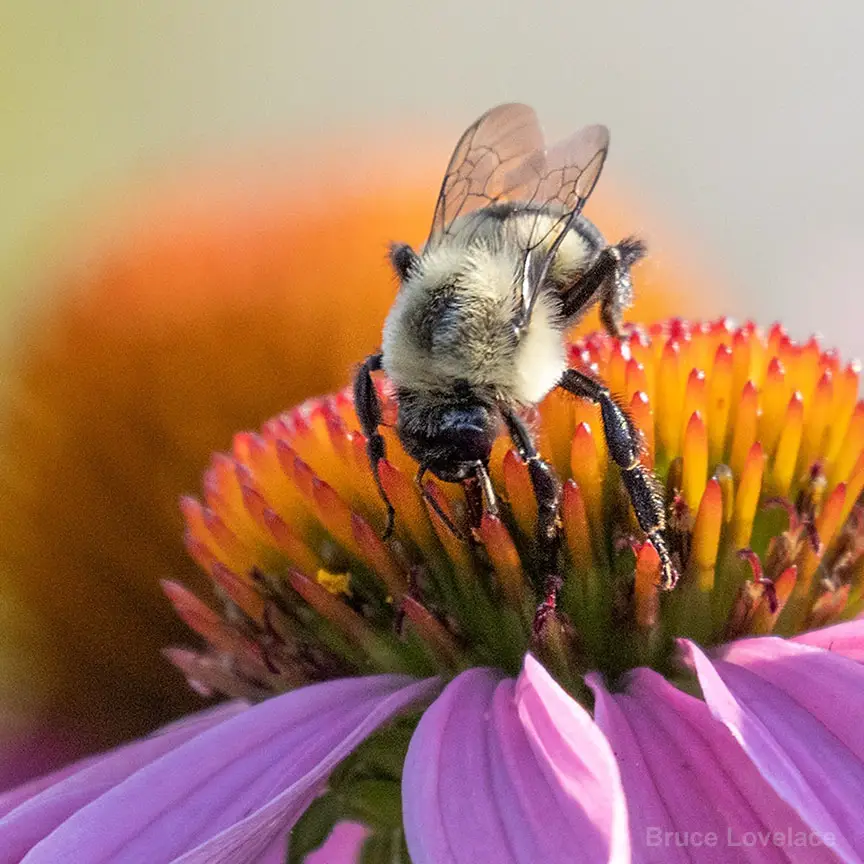 Close-Up photo of a bee