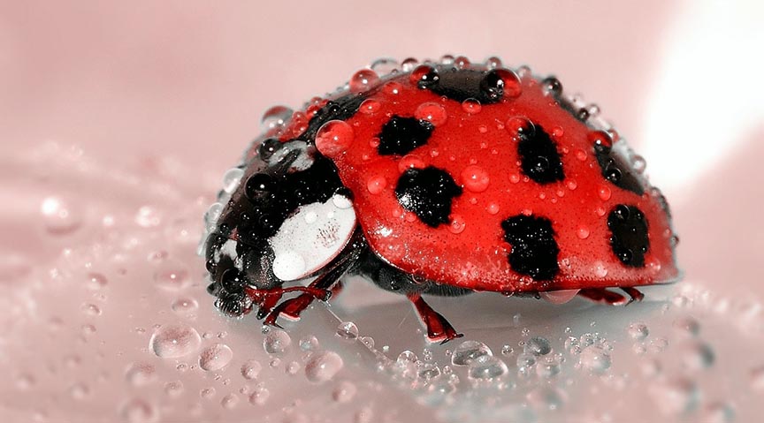 macro close up beetle