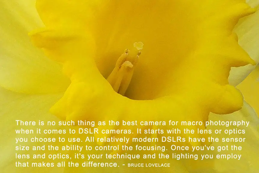 macro camera quote by Bruce Lovelace