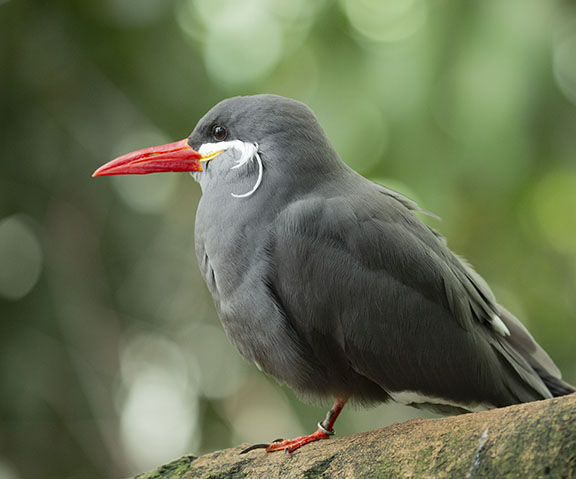 Bird photo without editing