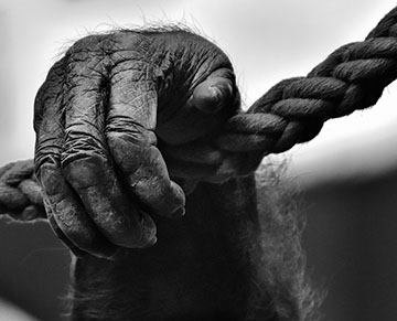 black and white ape hand